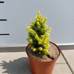 Smrek biely (Picea glauca) ´RAINBOW´S END´ – výška 10-20 cm, kont. C2L